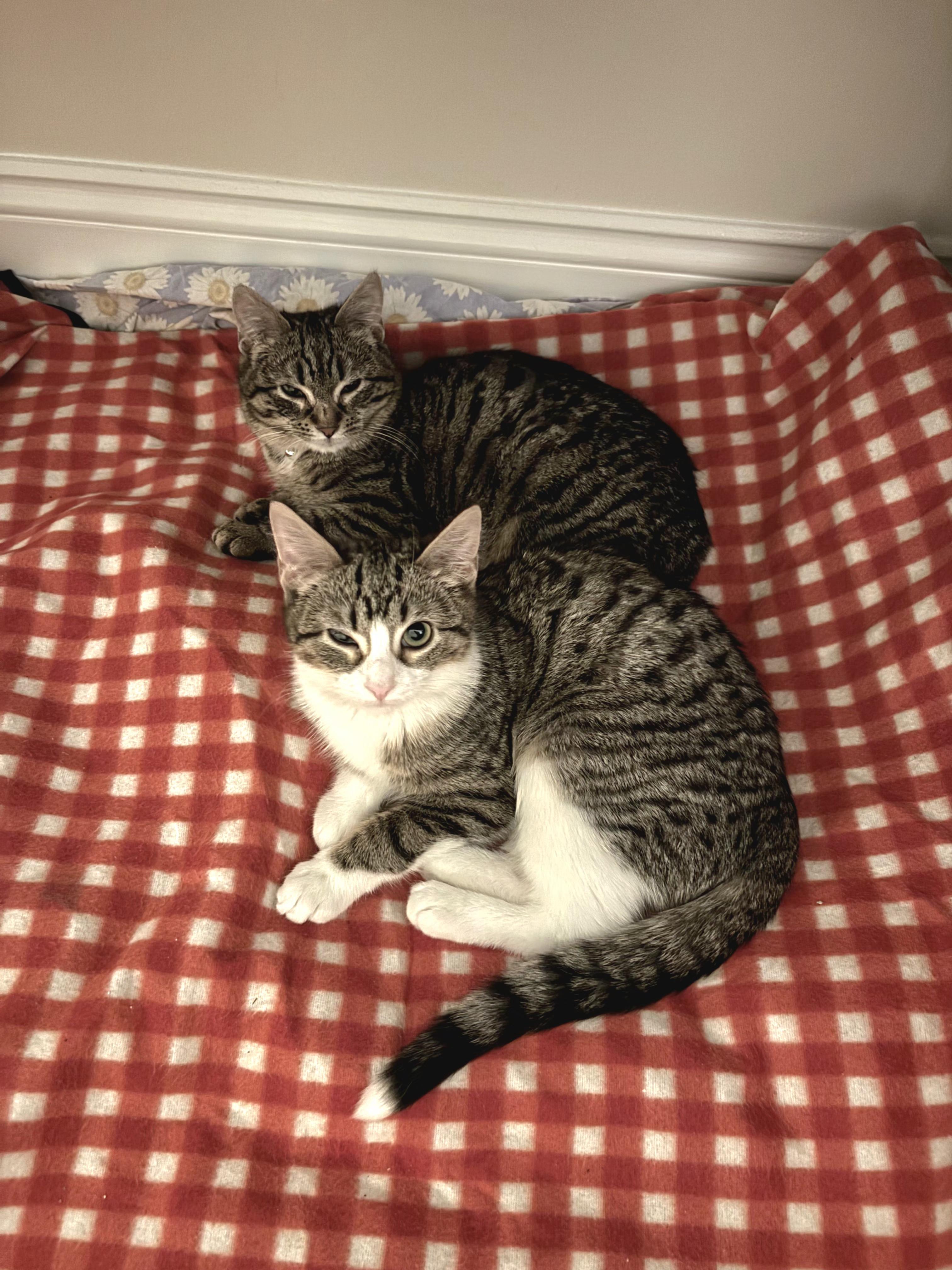 Patricia and Roseanna Arcat , ADOPTABLE, Kitten Female Domestic Short Hair.