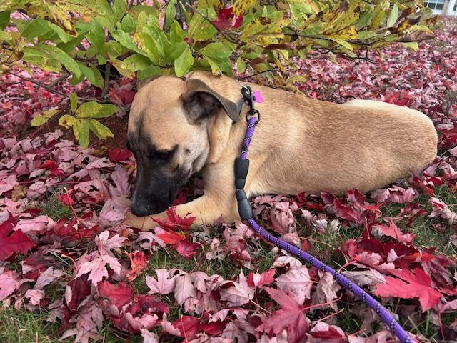 Enlarge Amos In Maine, a Adoptable mixed breed in South Portland, ME image 5/6