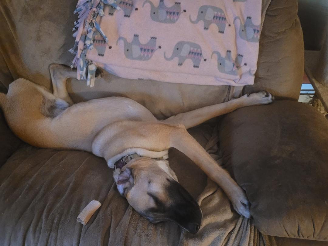 Enlarge Amos In Maine, a Adoptable mixed breed in South Portland, ME image 1/6