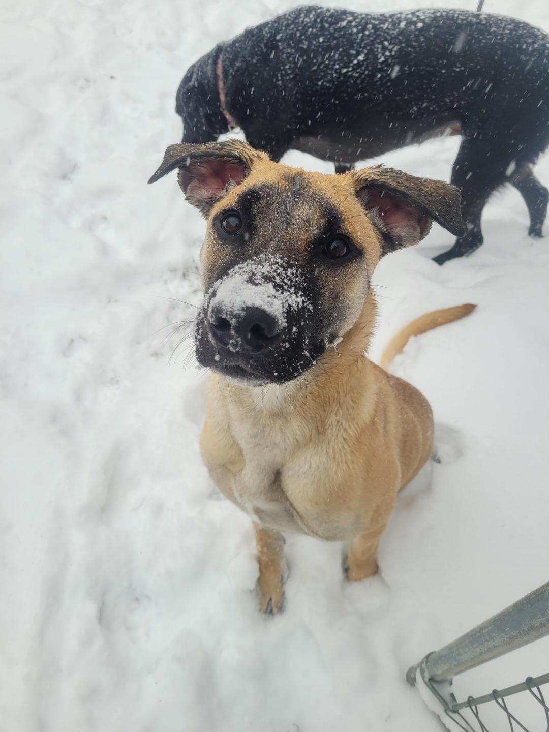Amos In Maine, Adoptable, Young Male Mixed Breed.