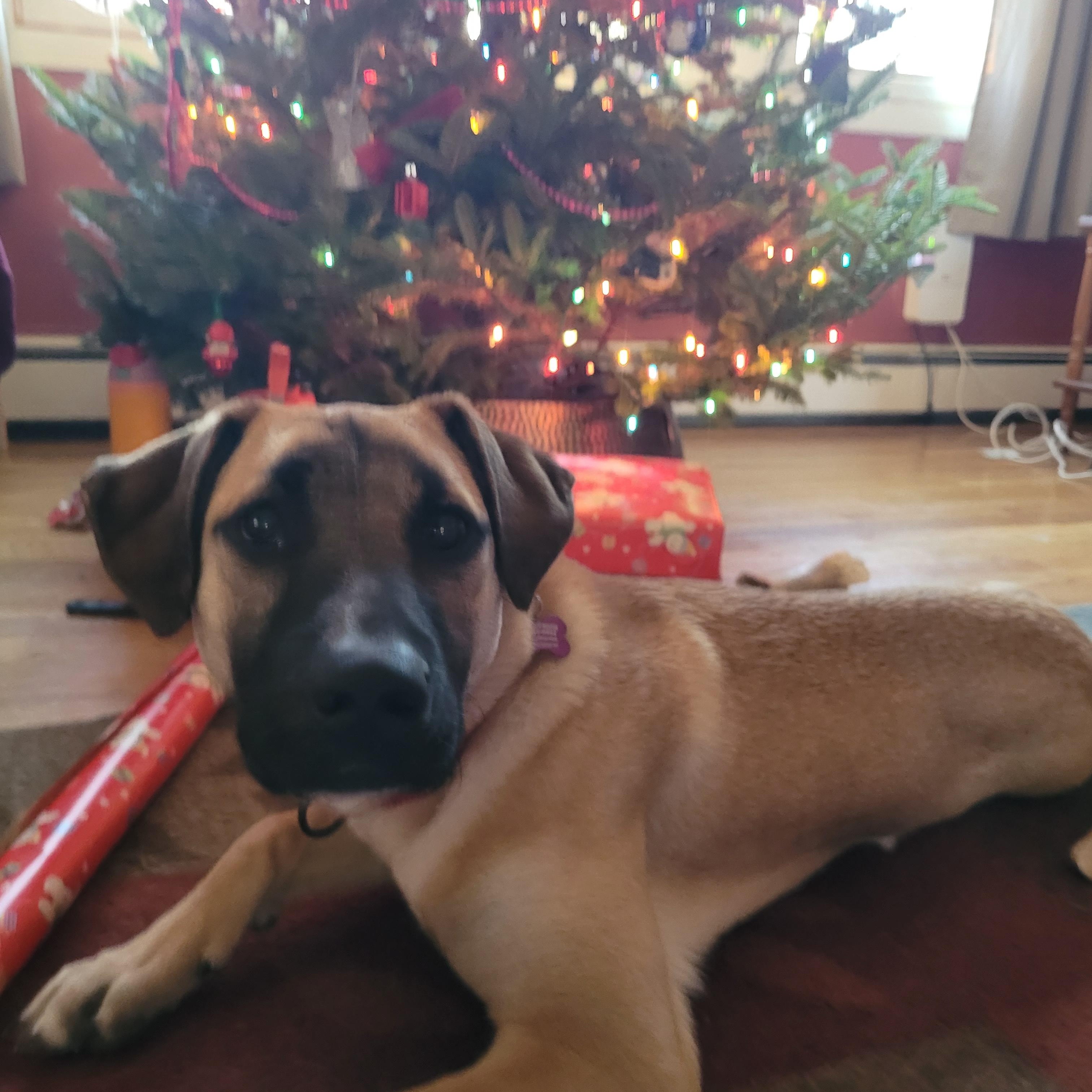 Enlarge Amos In Maine, a Adoptable mixed breed in South Portland, ME image 1/6