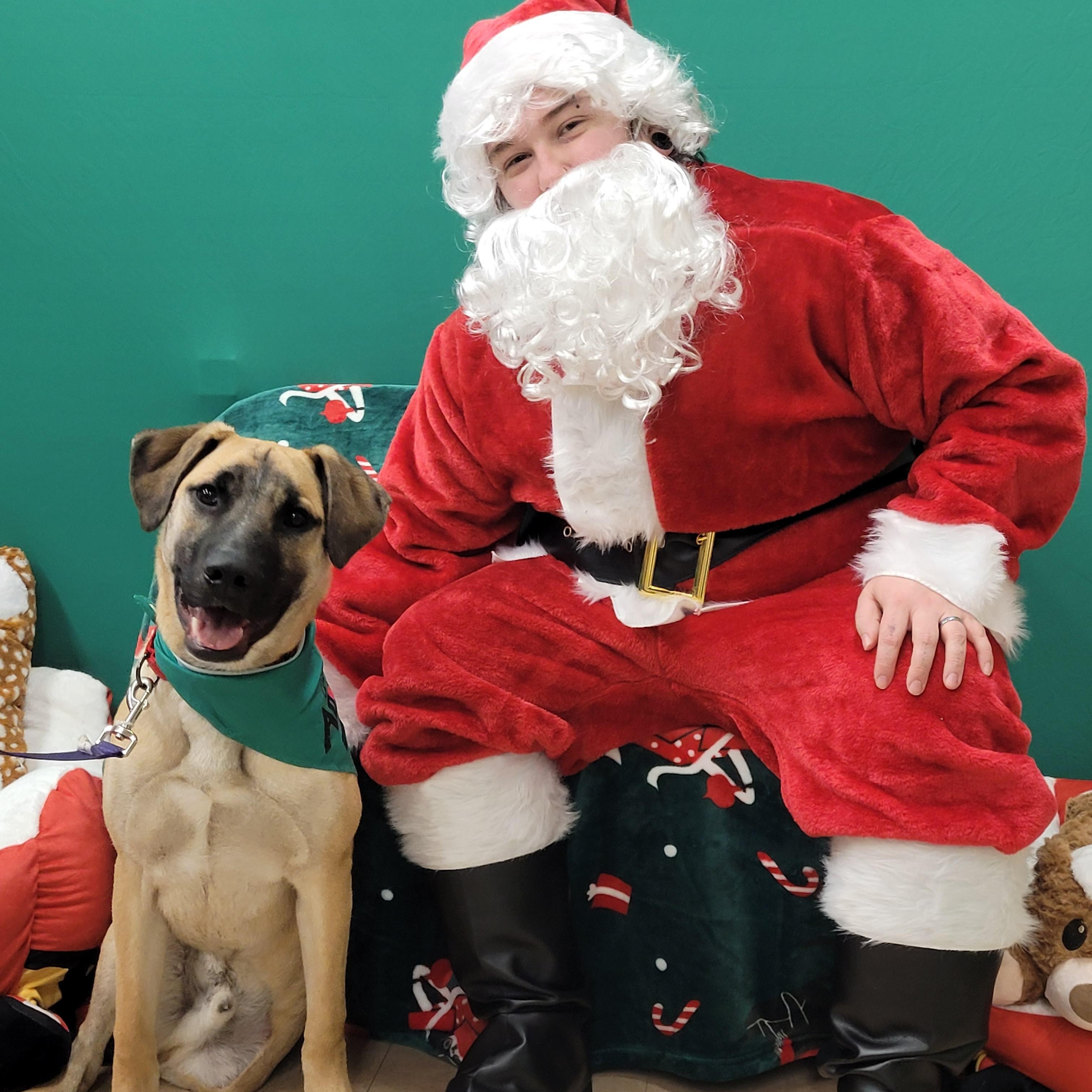 Enlarge Amos In Maine, a Adoptable mixed breed in South Portland, ME image 3/6