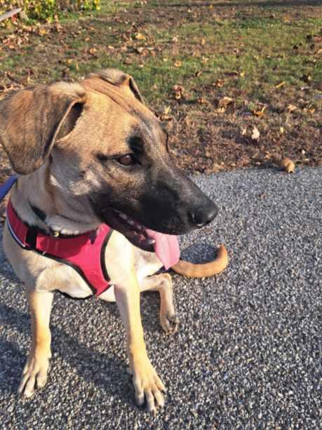 Enlarge Amos In Maine, a Adoptable mixed breed in South Portland, ME image 6/6