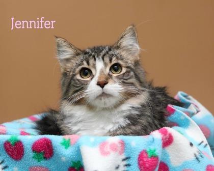 Jennifer, Adoptable, Kitten Female Domestic Long Hair & Domestic Short Hair.