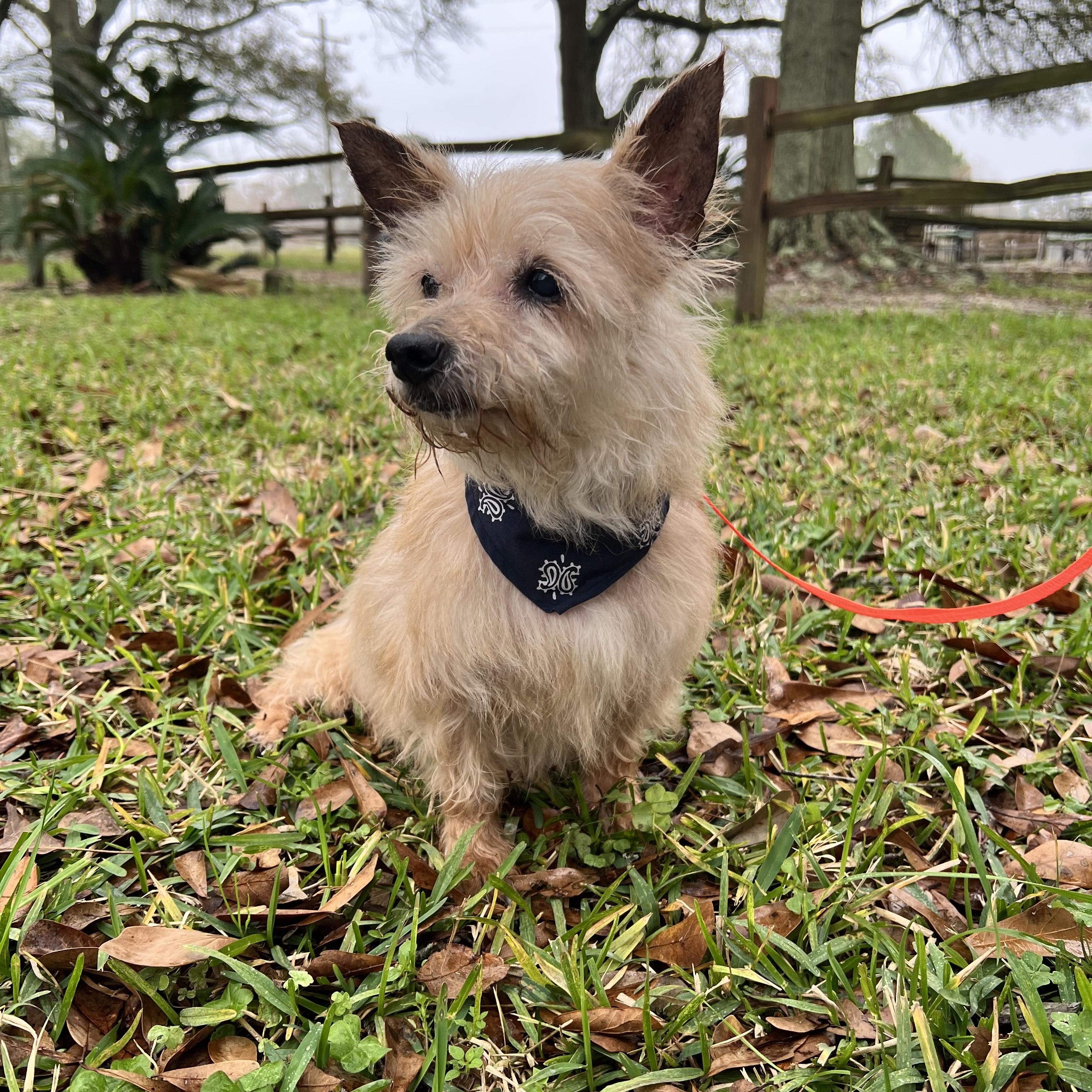 Minnie , adopted, Senior Female Yorkshire Terrier.