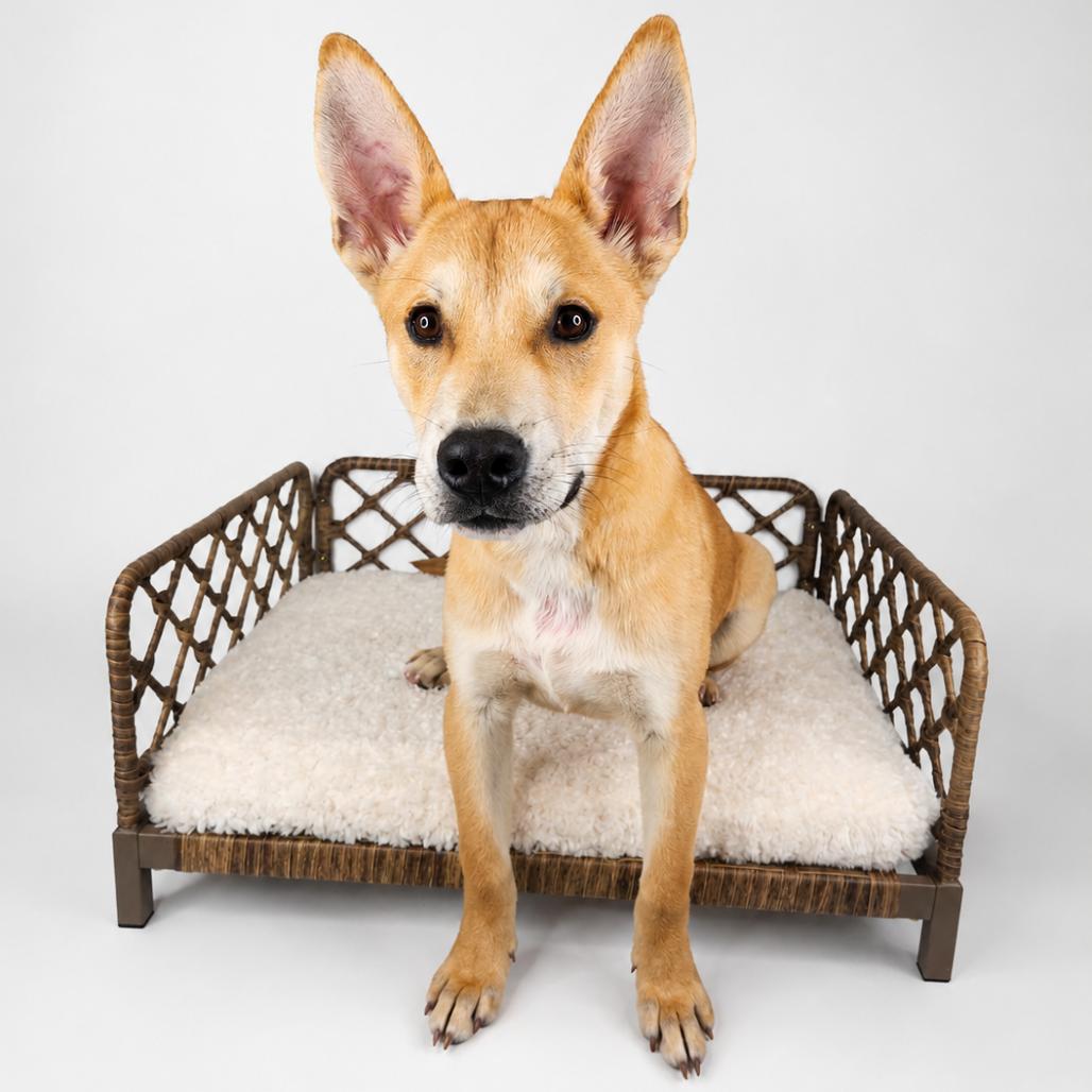 Jamey Jasta, Adoptable, Young Male Carolina Dog & Mixed Breed.