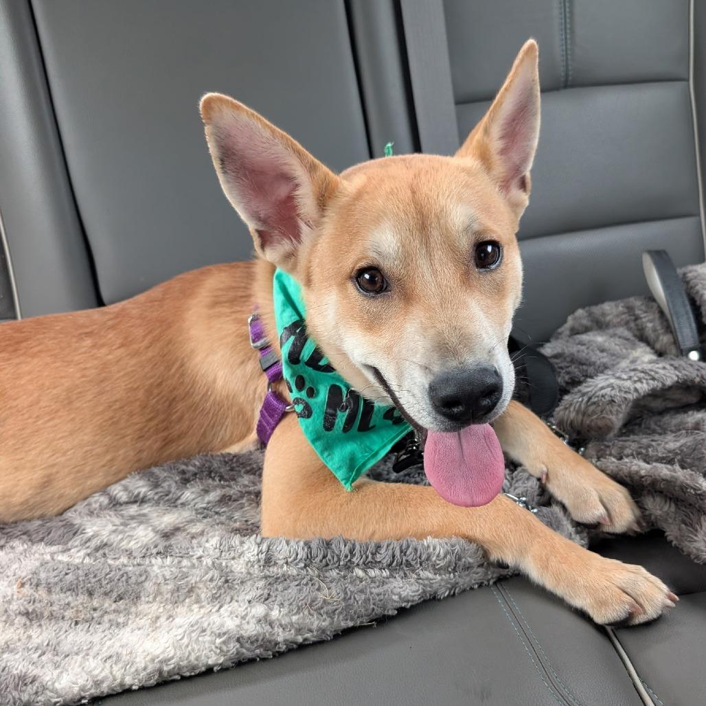Enlarge Jamey Jasta, a Adoptable mixed breed in Fort Wayne, IN image 2/6