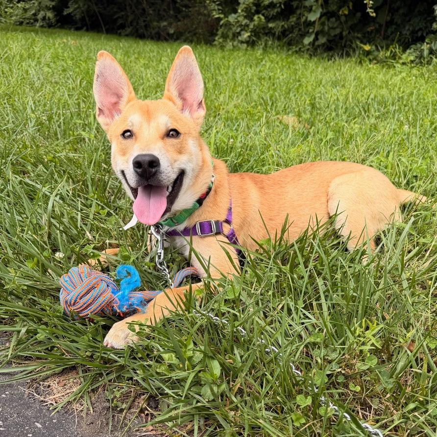 Enlarge Jamey Jasta, a Adoptable mixed breed in Fort Wayne, IN image 3/6