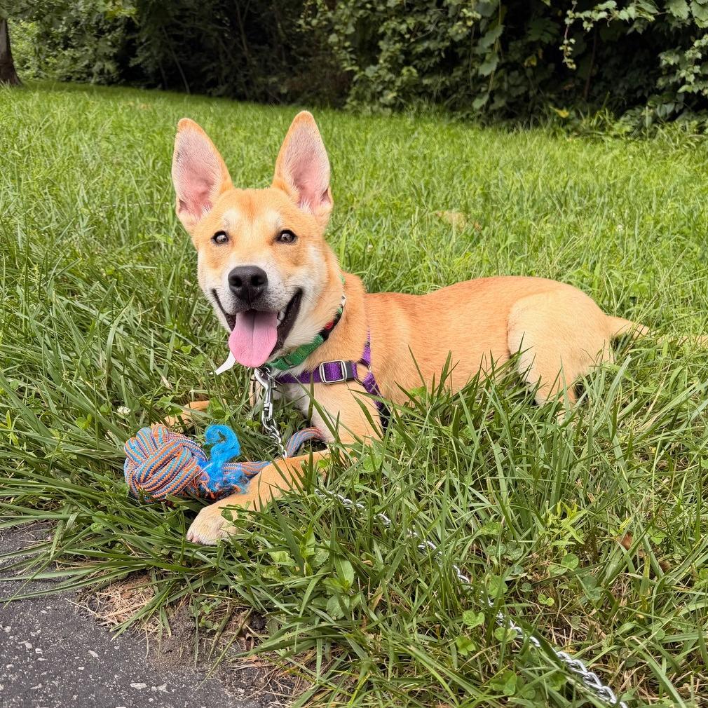 Enlarge Jamey Jasta, a Adoptable mixed breed in Fort Wayne, IN image 4/6