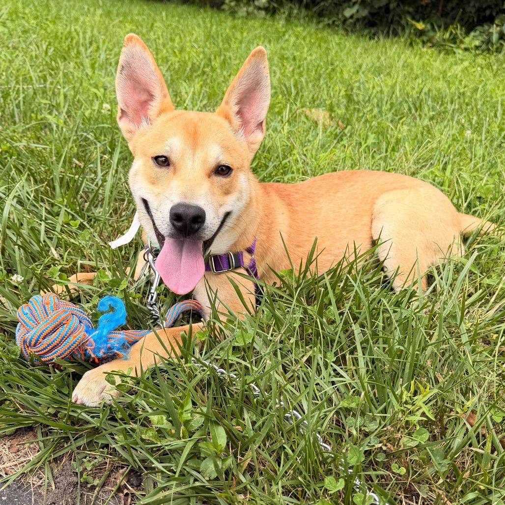 Enlarge Jamey Jasta, a Adoptable mixed breed in Fort Wayne, IN image 5/6