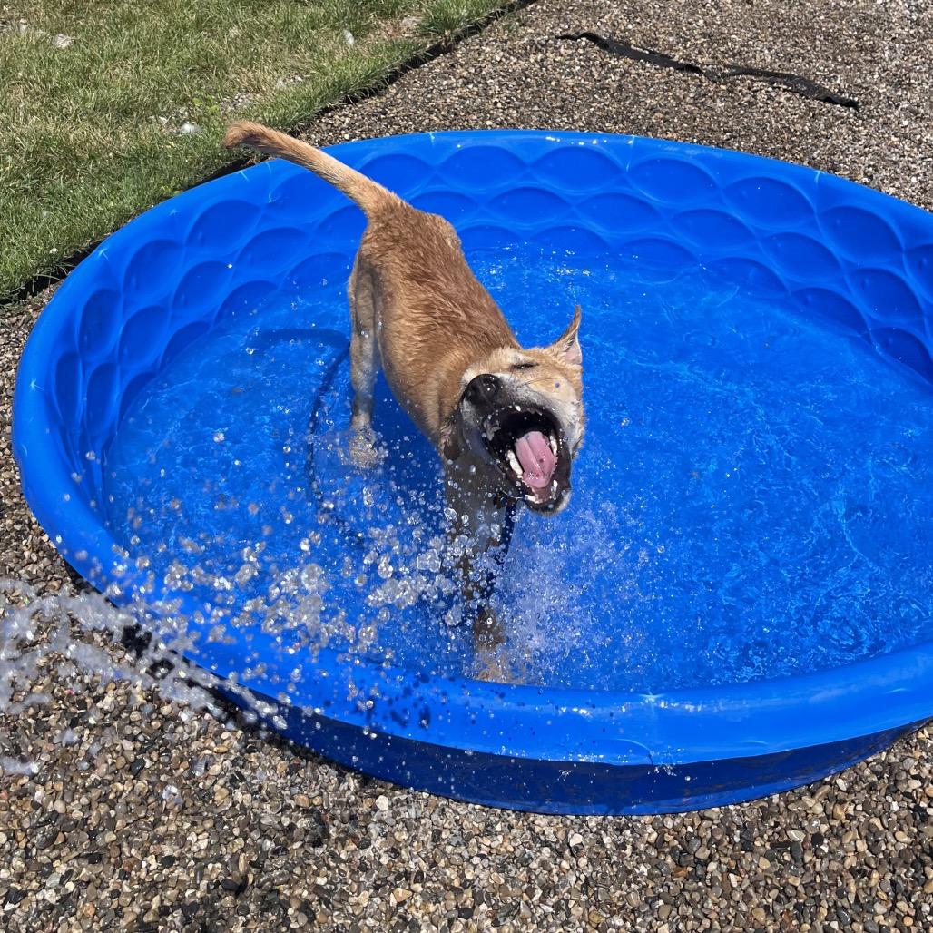 Enlarge Jamey Jasta, a Adoptable mixed breed in Fort Wayne, IN image 6/6