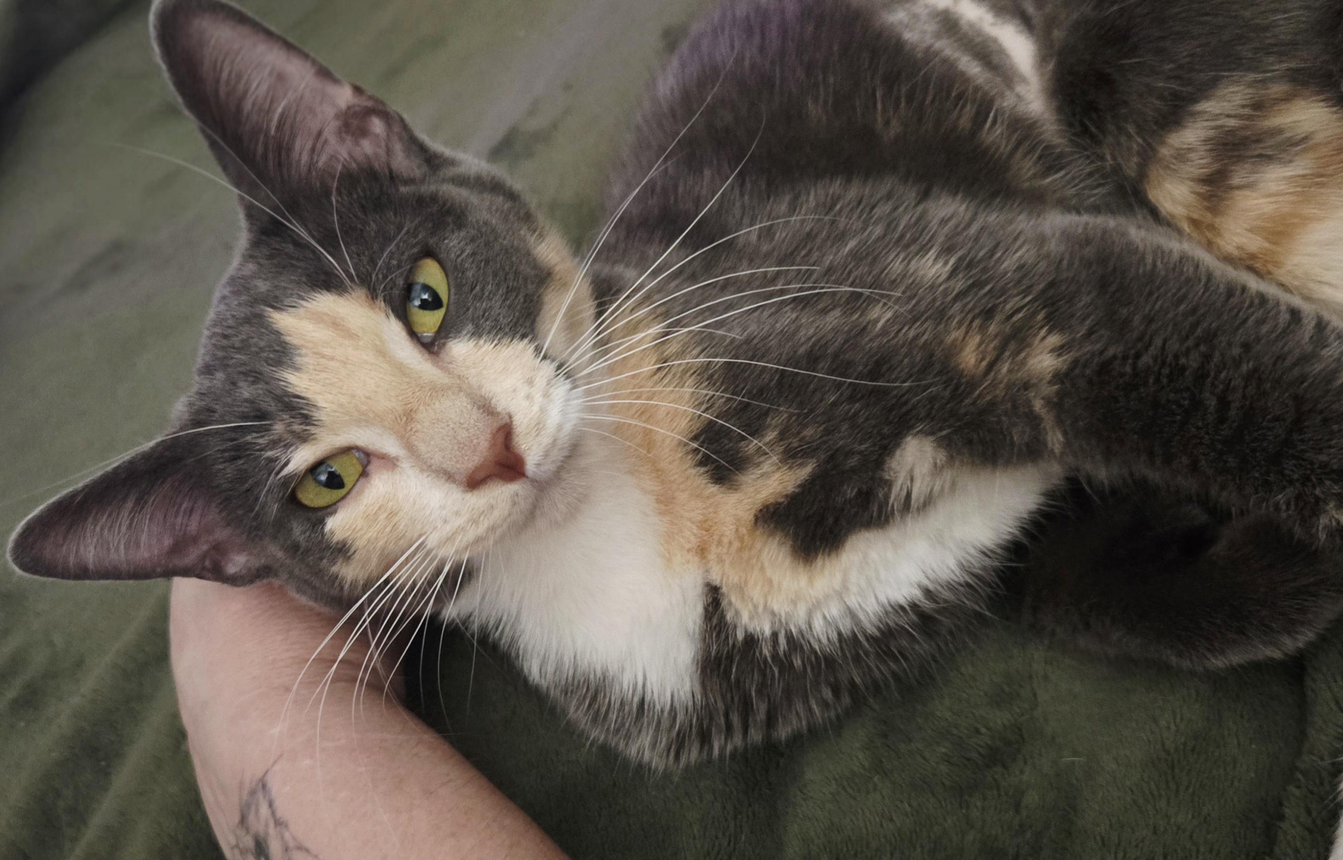 Enlarge Vespertine , an adopted Domestic Short Hair in Bellevue, WA image 3/4