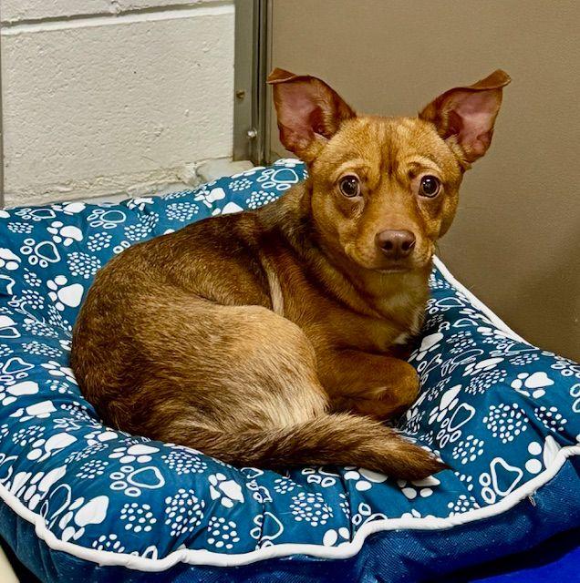 Kosmo, Adoptable, Adult Male Miniature Dachshund & Silky Terrier.