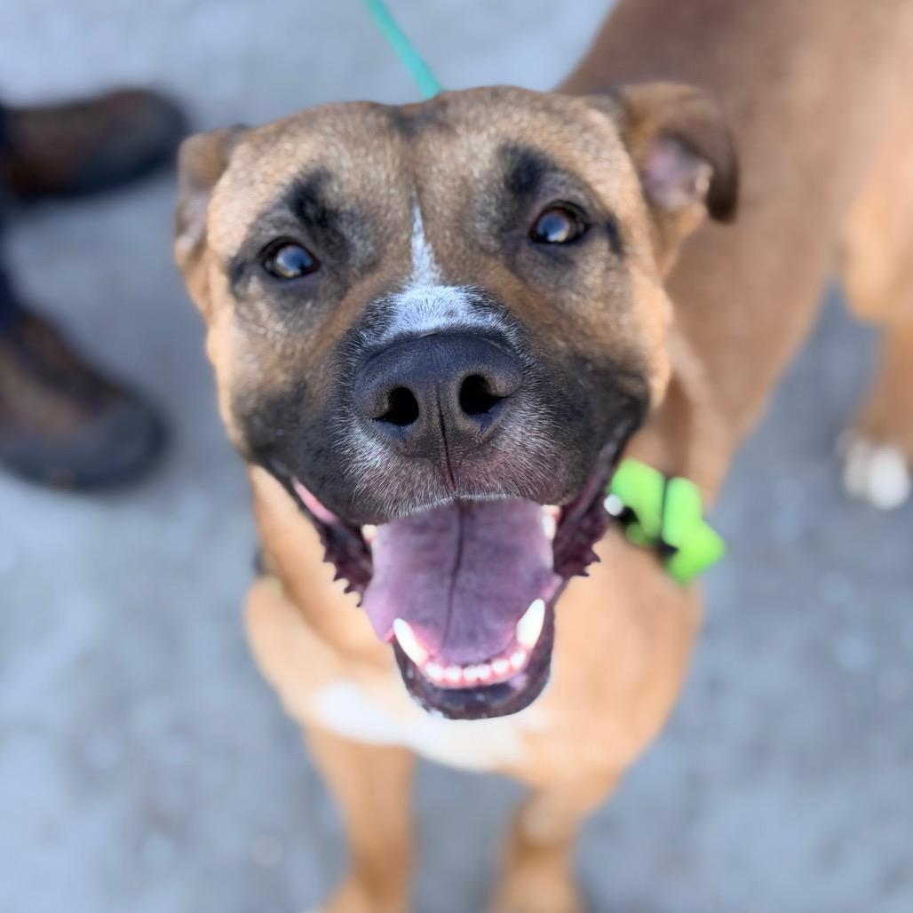 Marcus, Adoptable, Adult Male Pit Bull Terrier & Belgian Shepherd / Malinois.