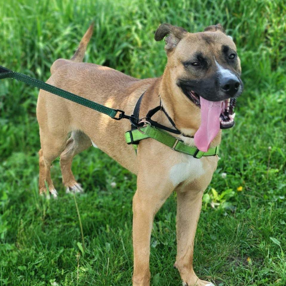 Enlarge Marcus, a Adoptable mixed breed in Champaign, IL image 1/6