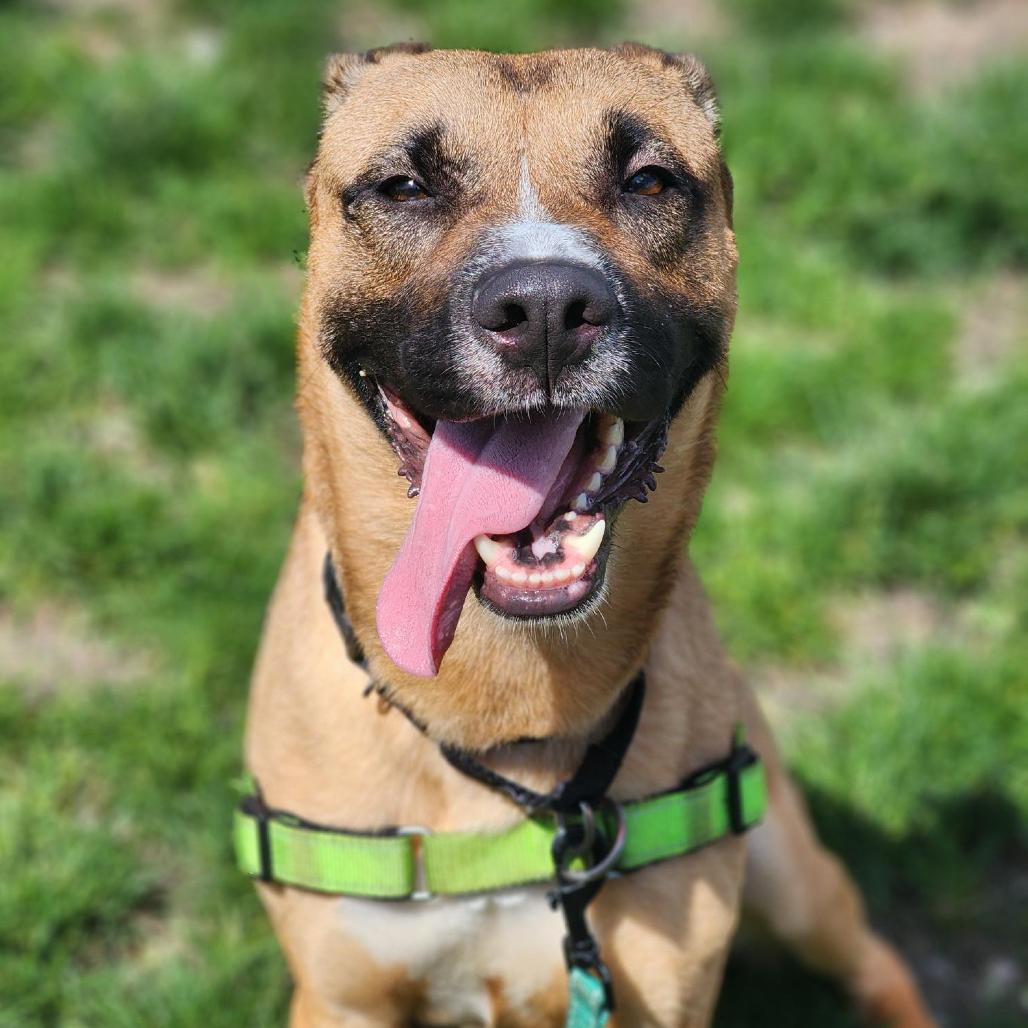 Enlarge Marcus, a Adoptable mixed breed in Champaign, IL image 1/6