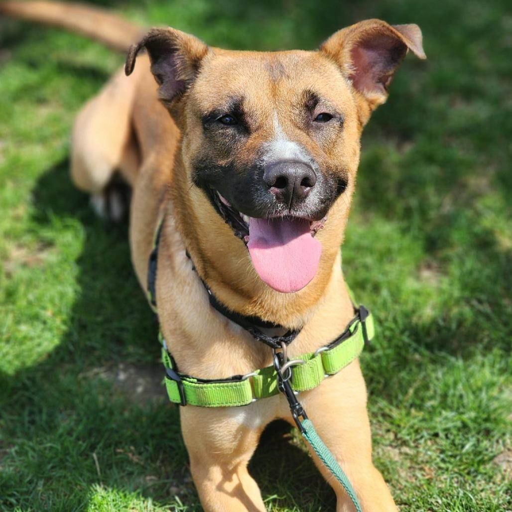 Enlarge Marcus, a Adoptable mixed breed in Champaign, IL image 2/6