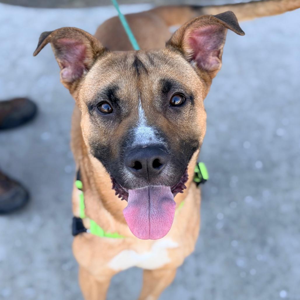 Marcus, Adoptable, Adult Male Pit Bull Terrier & Belgian Shepherd / Malinois.