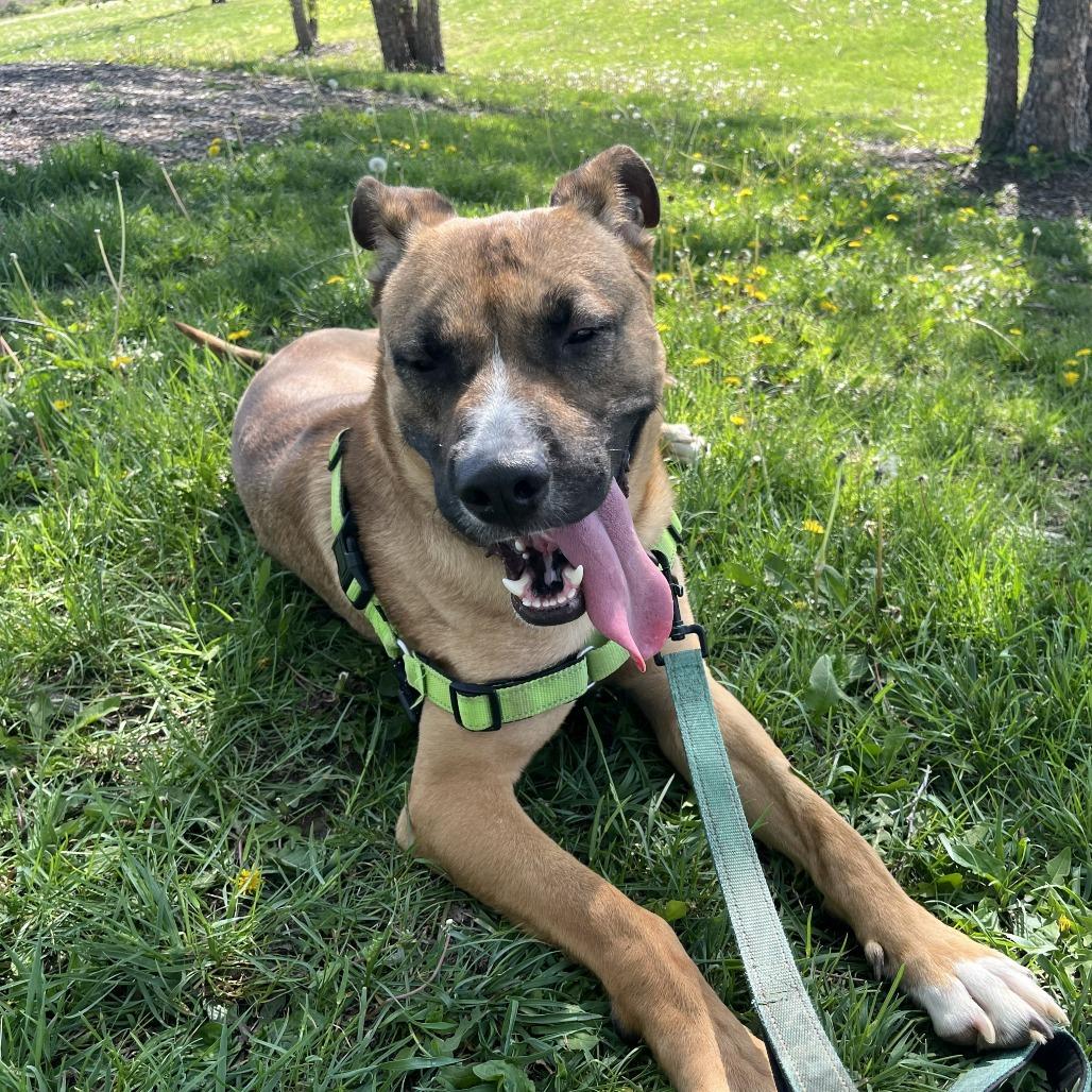 Enlarge Marcus, a Adoptable mixed breed in Champaign, IL image 3/6