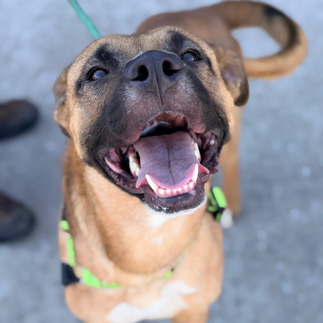 Enlarge Marcus, a Adoptable mixed breed in Champaign, IL image 4/6