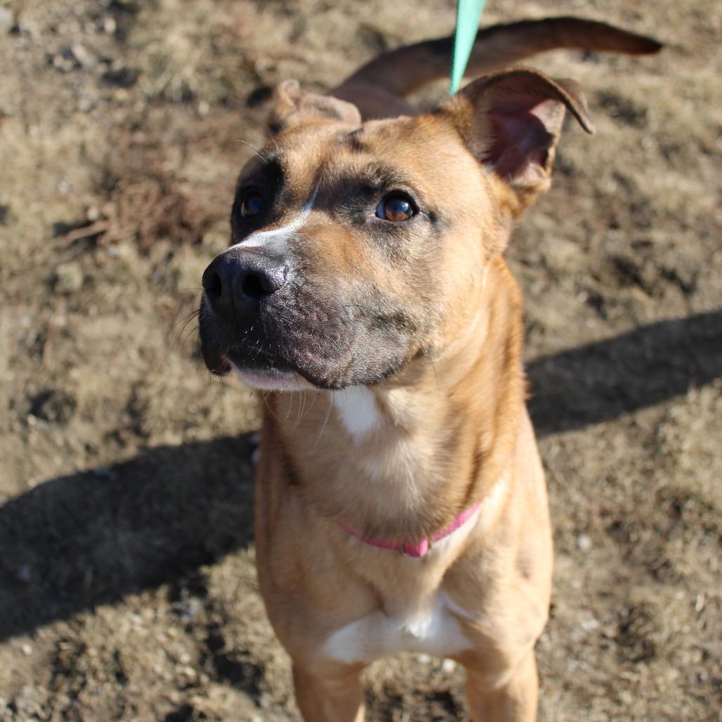 Enlarge Marcus, a Adoptable mixed breed in Champaign, IL image 2/6