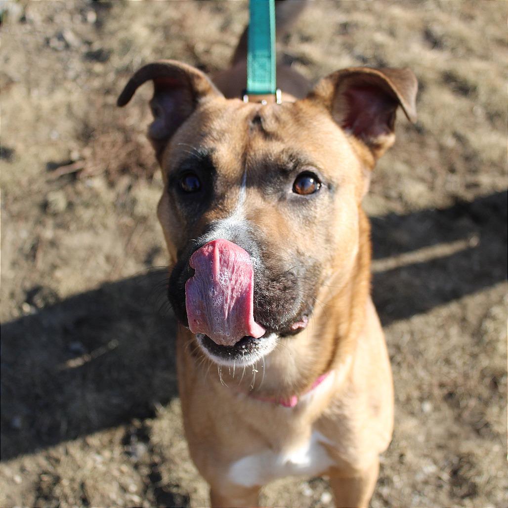 Enlarge Marcus, a Adoptable mixed breed in Champaign, IL image 3/6