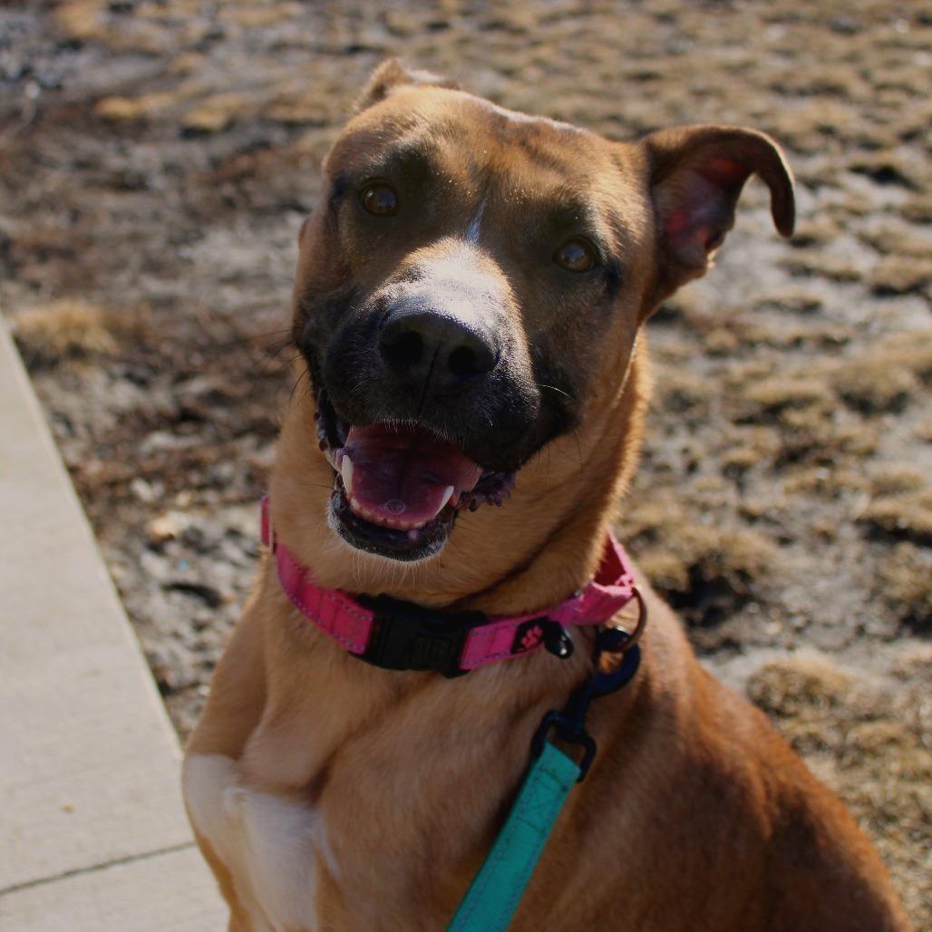 Enlarge Marcus, a Adoptable mixed breed in Champaign, IL image 4/6