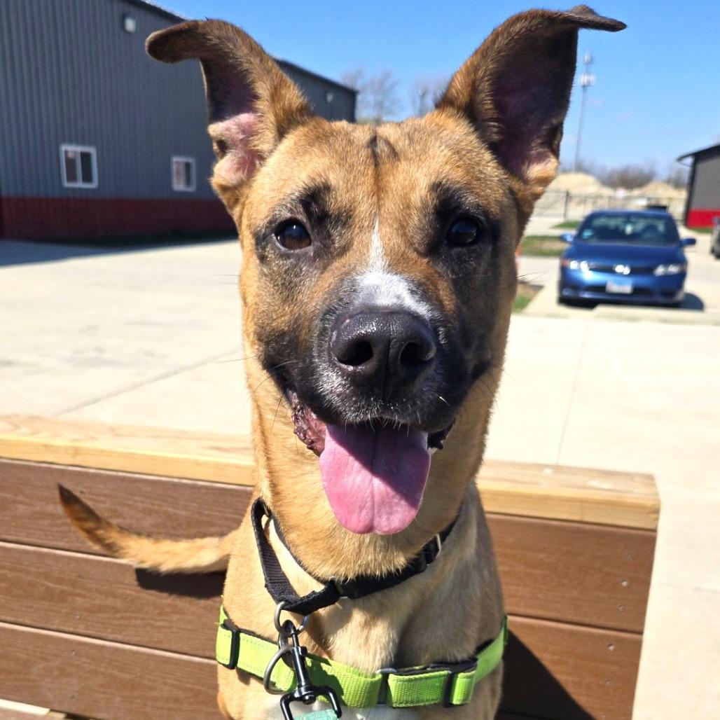Enlarge Marcus, a Adoptable mixed breed in Champaign, IL image 6/6