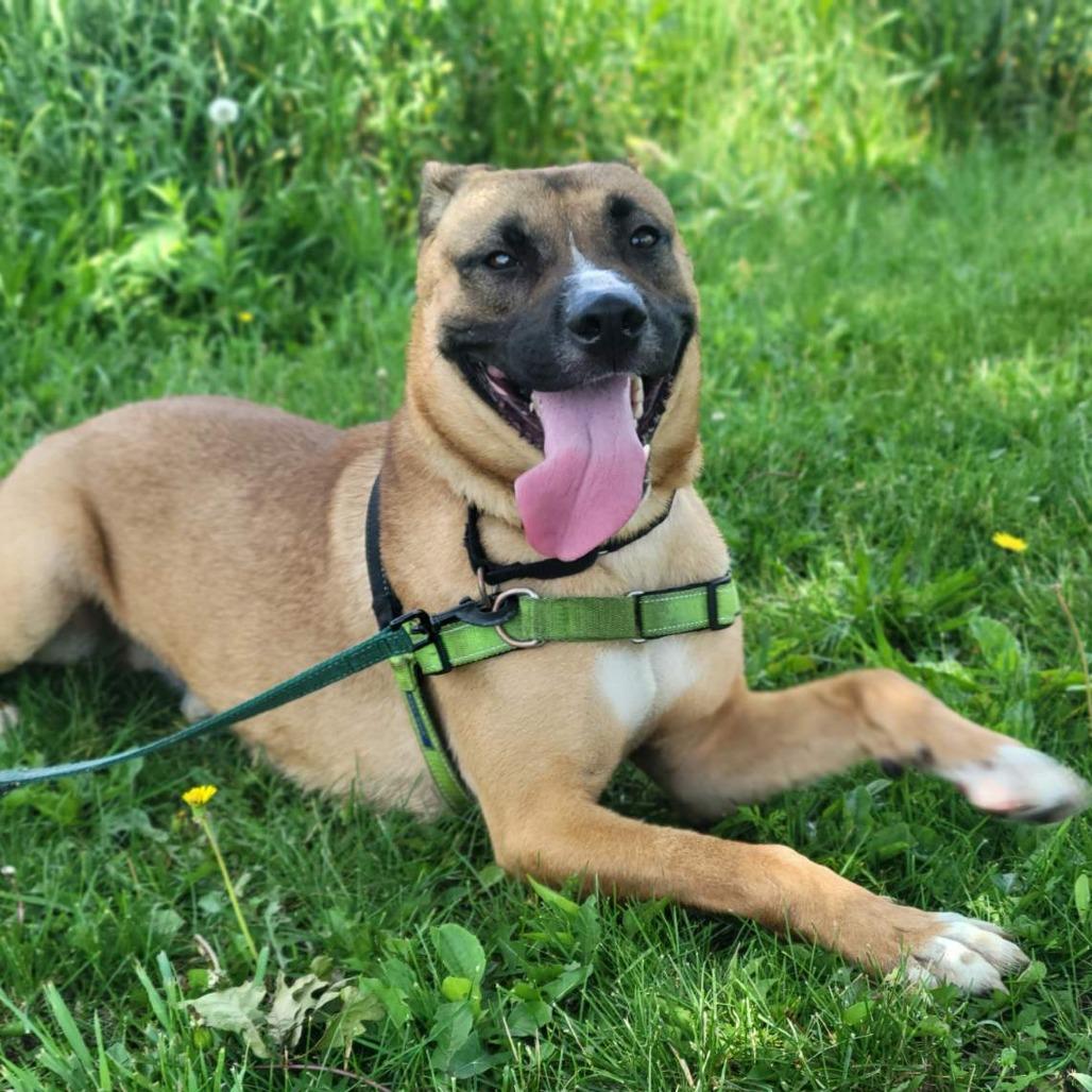 Enlarge Marcus, a Adoptable mixed breed in Champaign, IL image 6/6