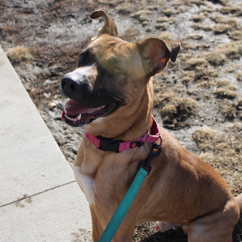 Enlarge Marcus, a Adoptable mixed breed in Champaign, IL image 5/6