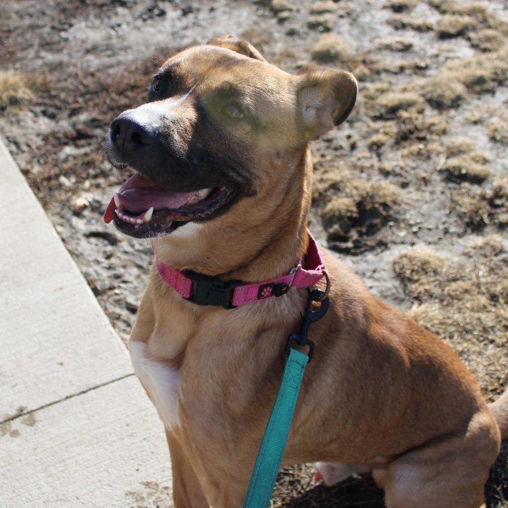 Enlarge Marcus, a Adoptable mixed breed in Champaign, IL image 6/6