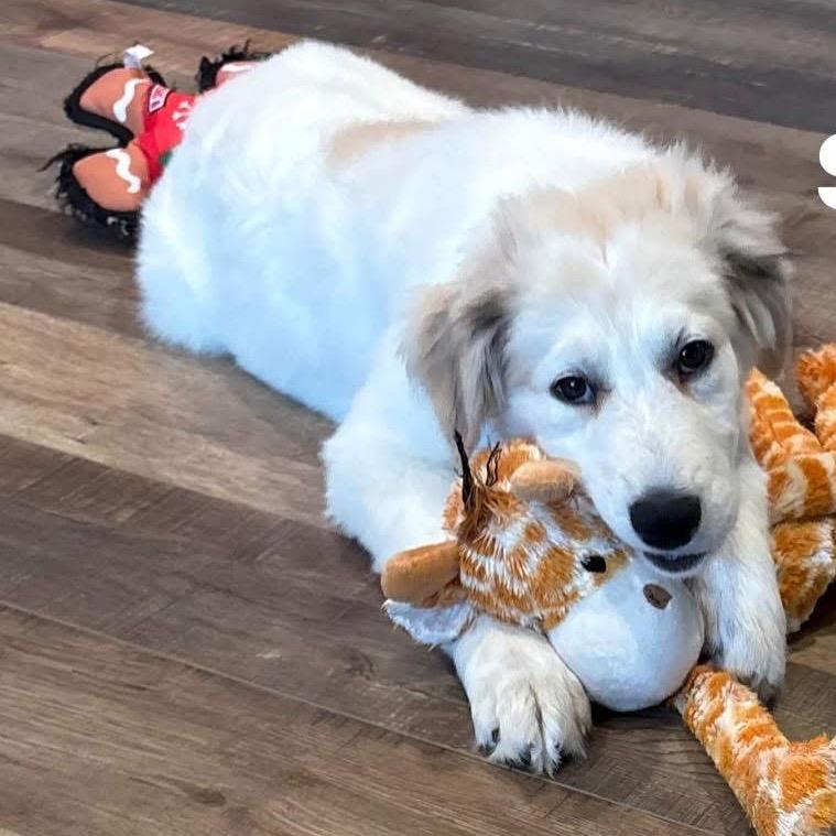 Sophia, Adoptable, Puppy Female Great Pyrenees.