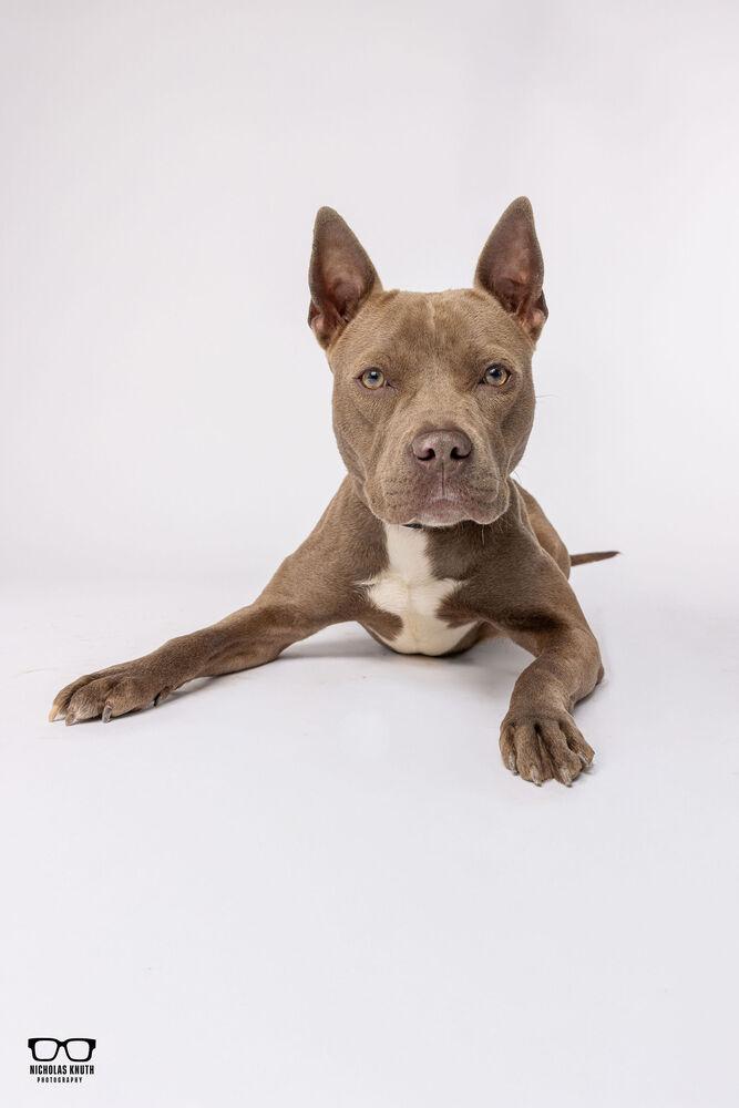 Mocha, Adoptable, Adult Female Pit Bull Terrier.