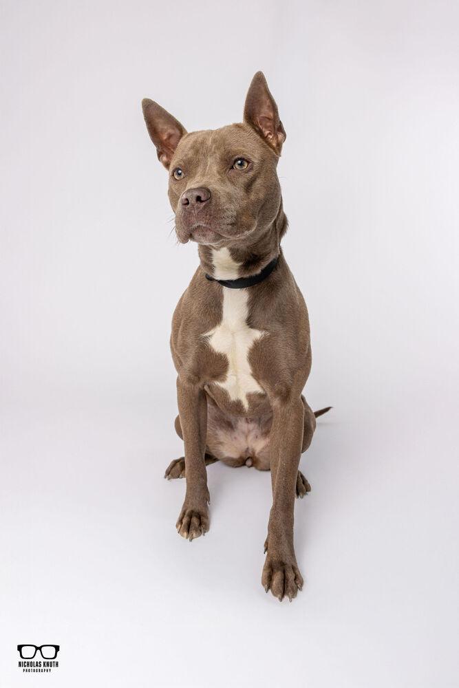 Enlarge Mocha, a Adoptable mixed breed in Palatine, IL image 2/5