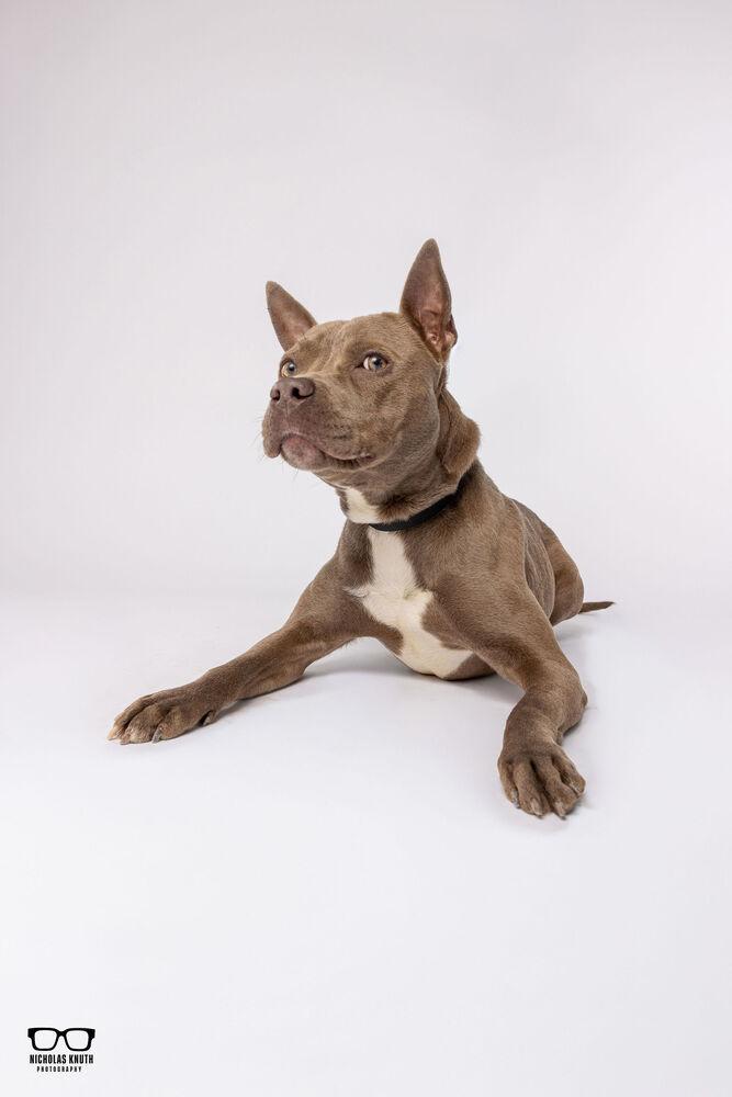 Enlarge Mocha, a Adoptable mixed breed in Palatine, IL image 3/5