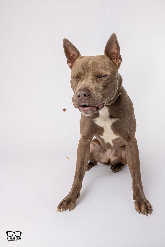 Enlarge Mocha, a Adoptable mixed breed in Palatine, IL image 4/5