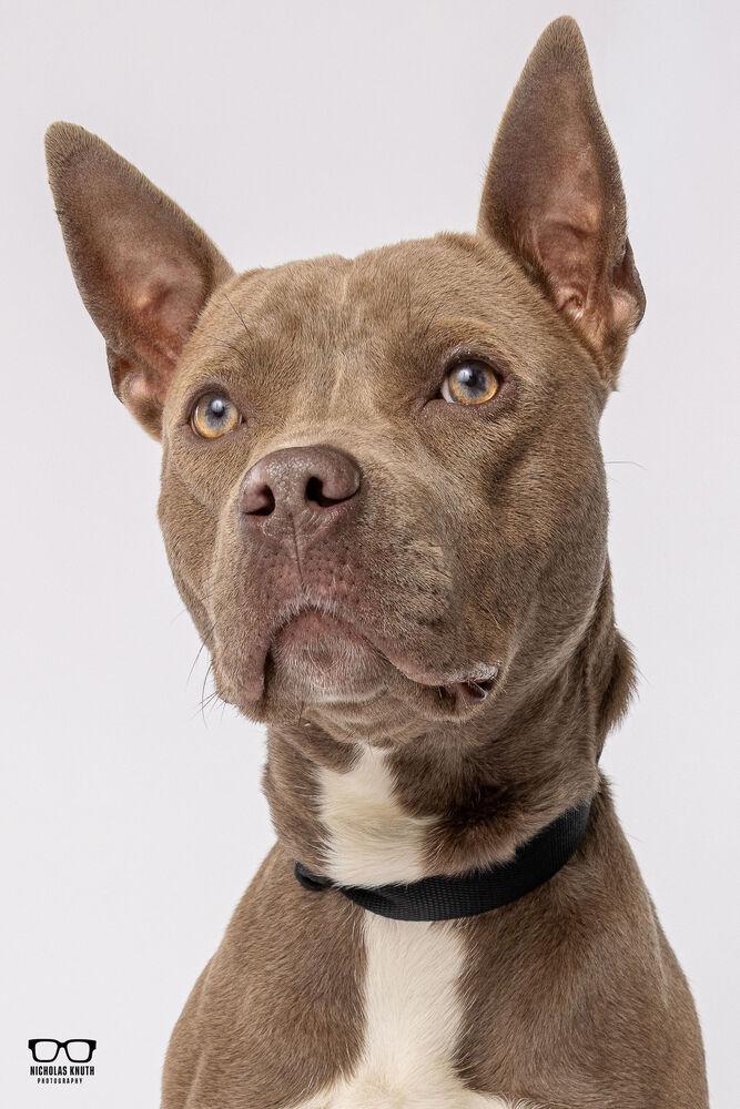 Enlarge Mocha, a Adoptable mixed breed in Palatine, IL image 5/5