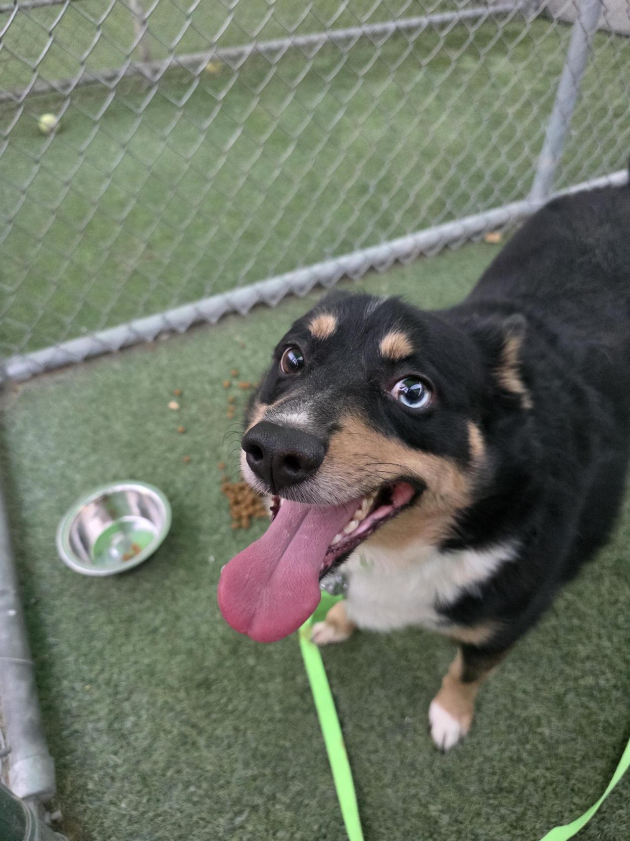 Enlarge Azul, a ADOPTABLE Australian Shepherd in Fort Collins, CO image 2/2