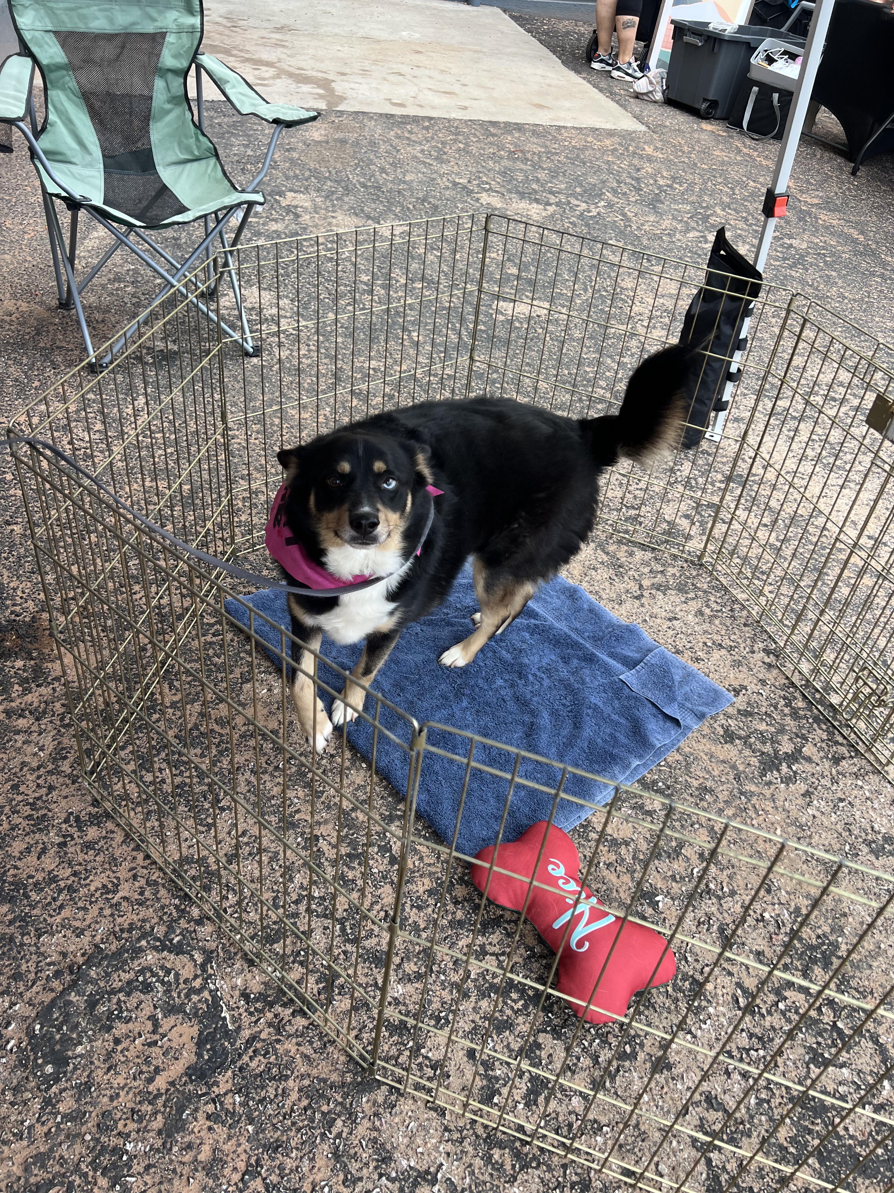 Enlarge Azul, a ADOPTABLE mixed breed in Fort Collins, CO image 5/5