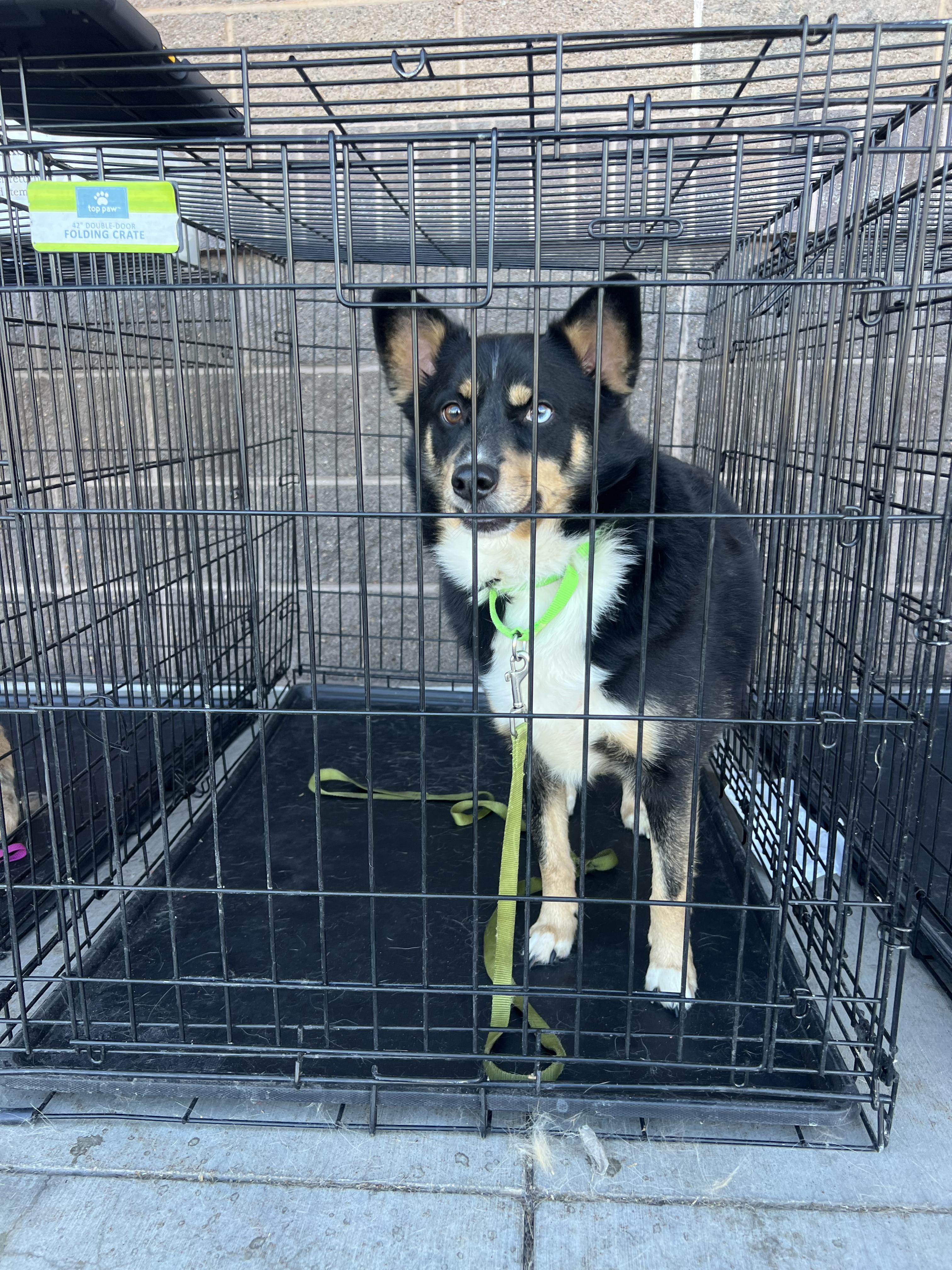 Azul, ADOPTABLE, Adult Male Australian Shepherd & Corgi.