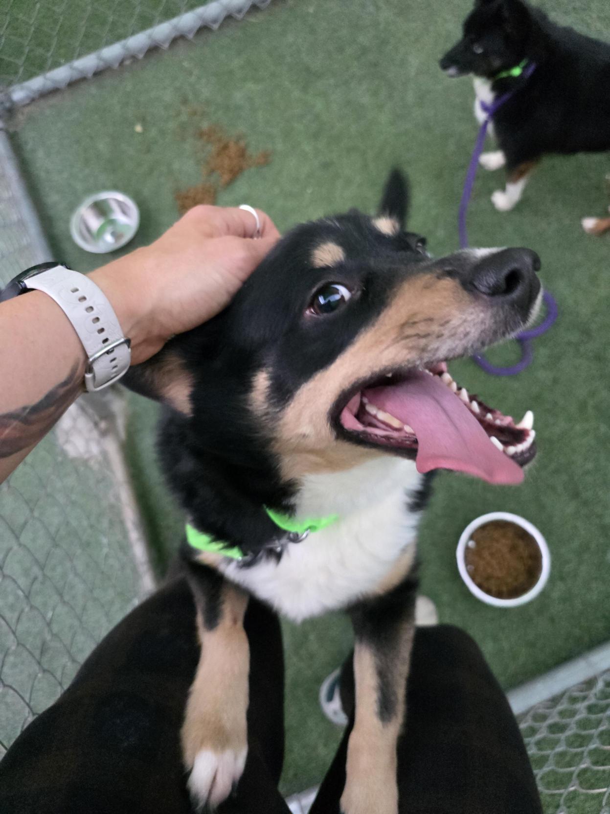 Azul, ADOPTABLE, Adult Male Australian Shepherd.