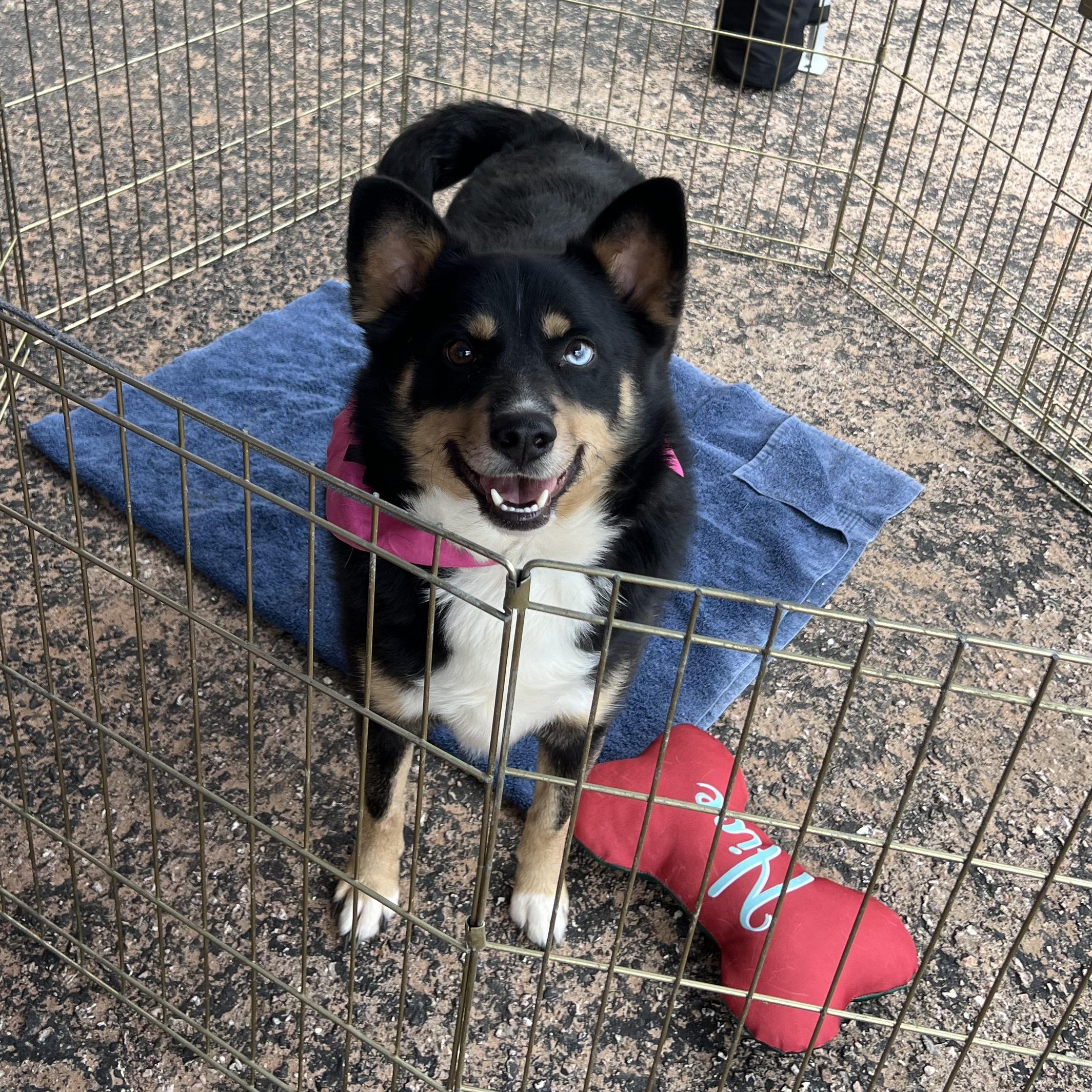 Enlarge Azul, a ADOPTABLE mixed breed in Fort Collins, CO image 2/5