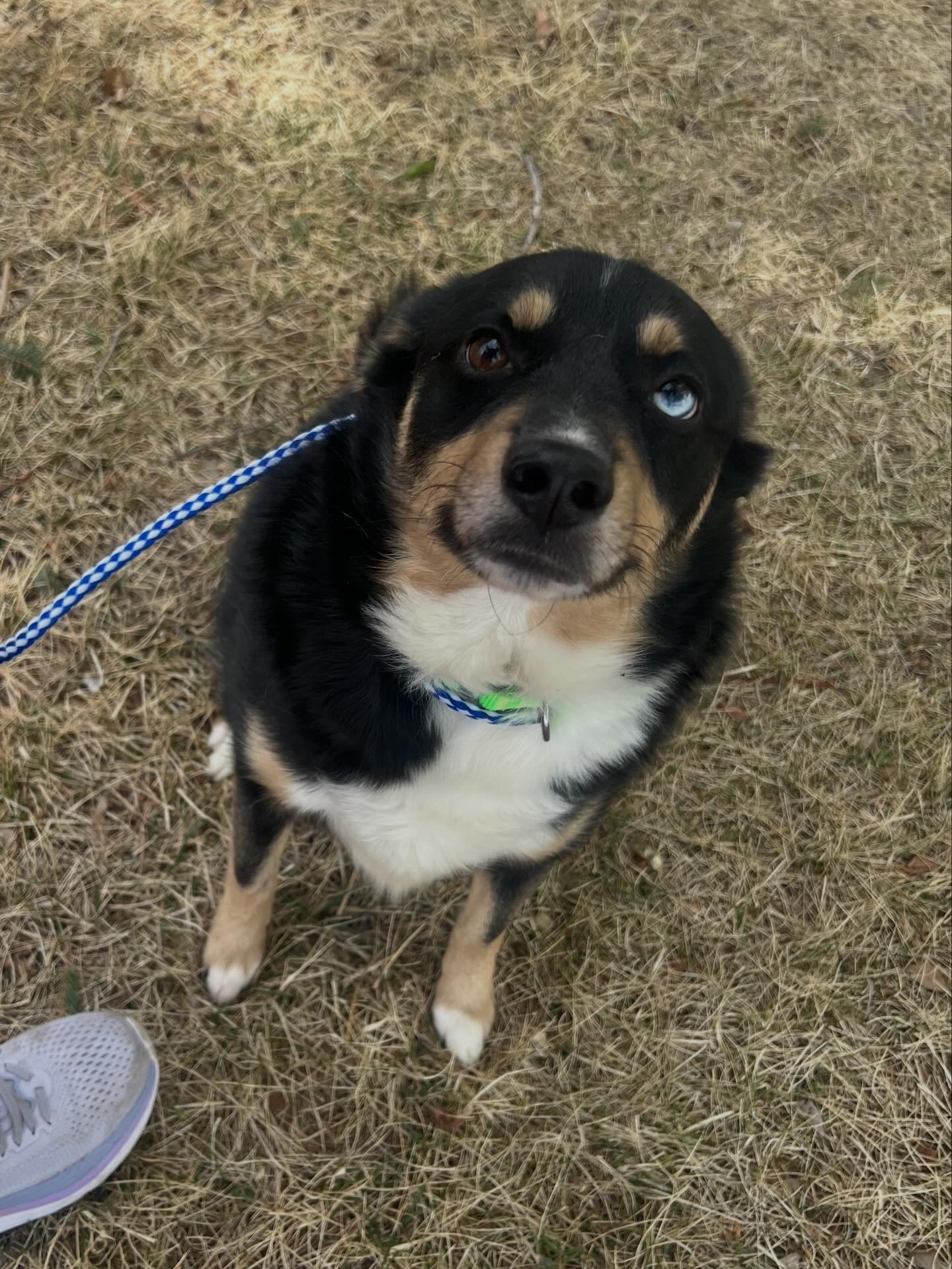 Enlarge Azul, a ADOPTABLE mixed breed in Fort Collins, CO image 3/5