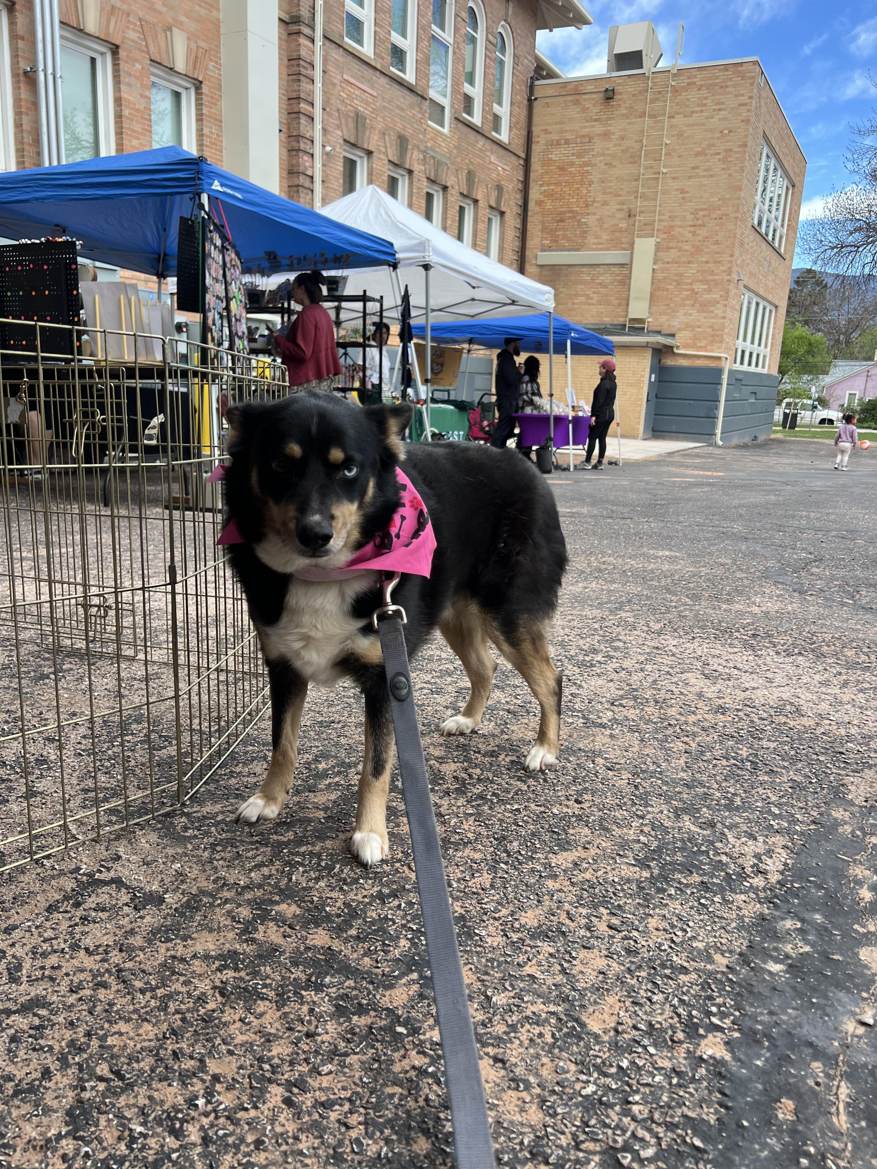 Enlarge Azul, a ADOPTABLE mixed breed in Fort Collins, CO image 4/5