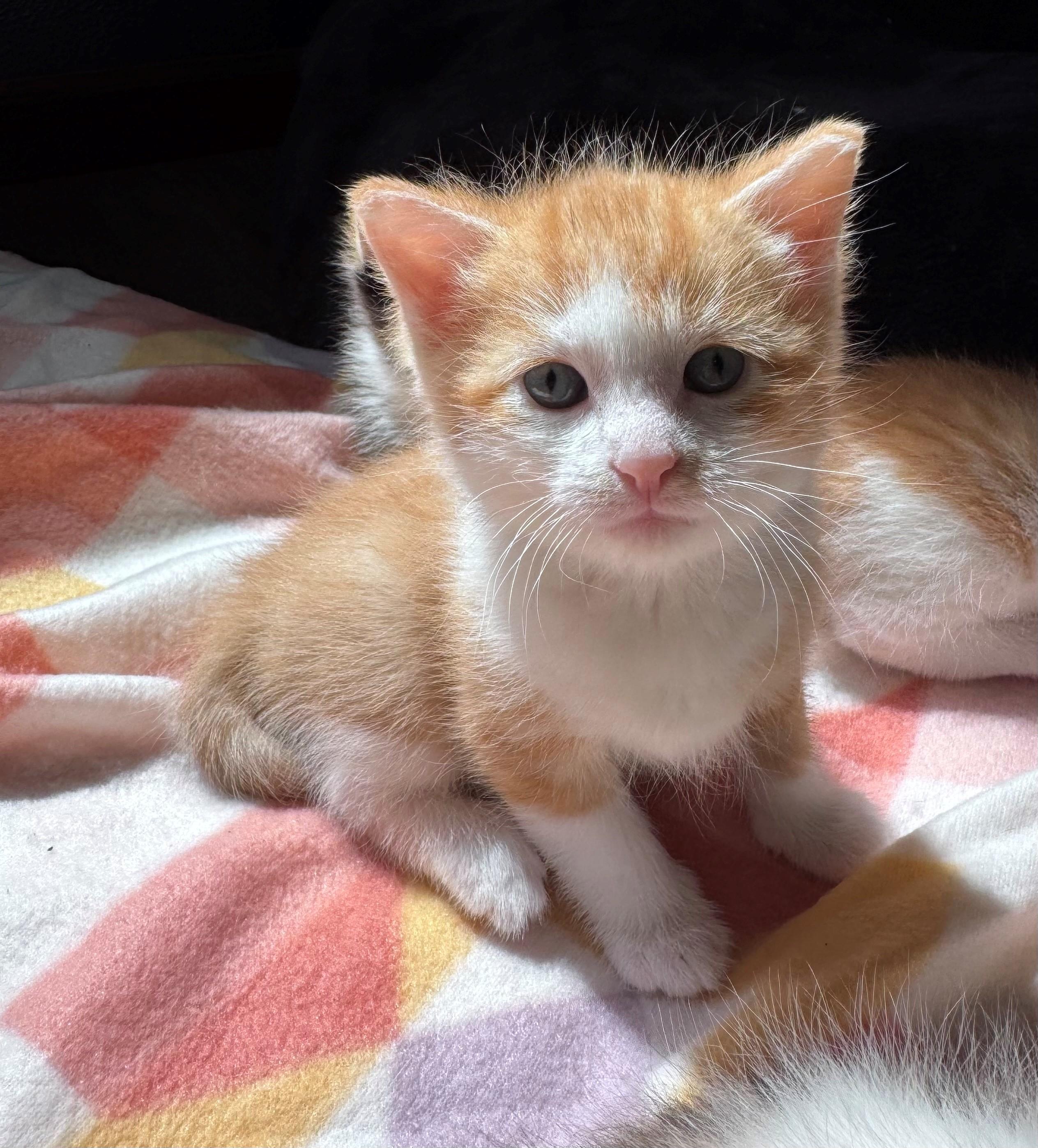 Finn, an adopted Domestic Short Hair in Mason City, IA image 3/3
