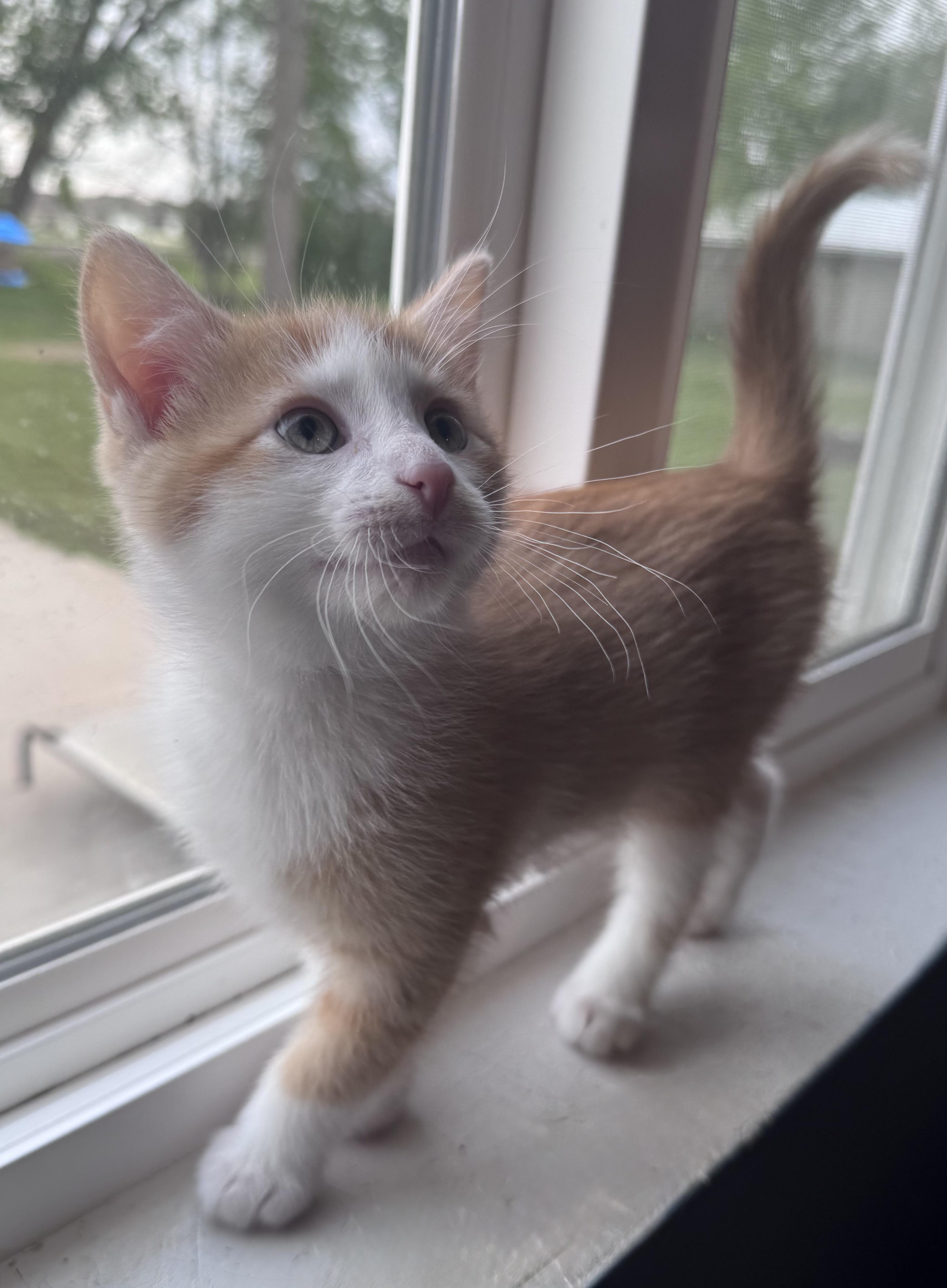 Finn, an adopted Domestic Short Hair in Mason City, IA image 1/3