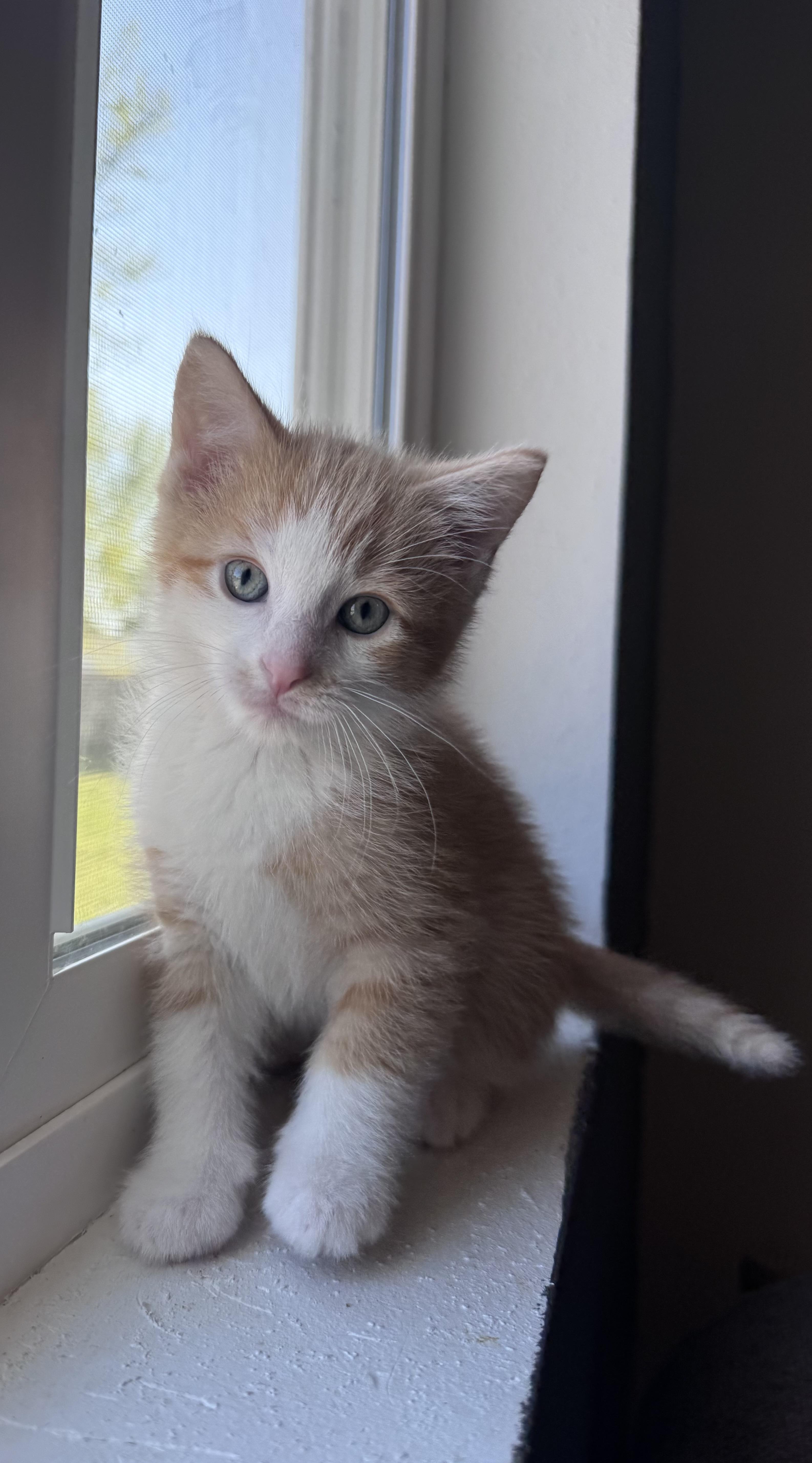 Finn, an adopted Domestic Short Hair in Mason City, IA image 2/3