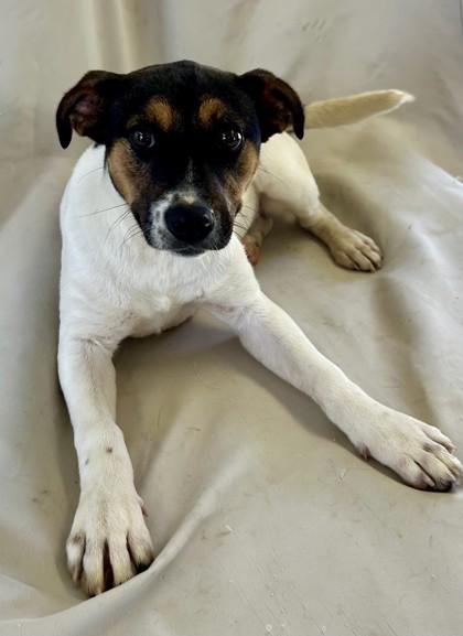 Enlarge J`Quailyn, a Adoptable mixed breed in West Memphis, AR image 1/3