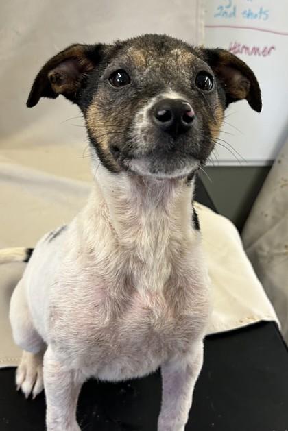 J`Quailyn, Adoptable, Puppy Female Terrier & Husky.