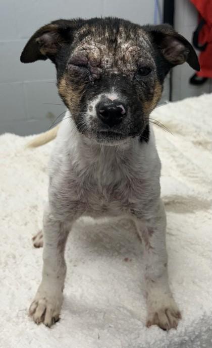 Enlarge J`Quailyn, a Adoptable mixed breed in West Memphis, AR image 3/3